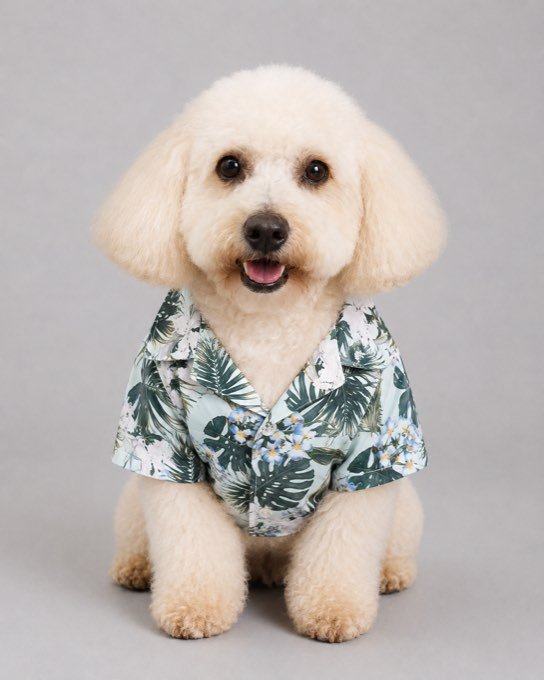 Docky con la Camisa Selva verde botánico — colección Selva de Otoño