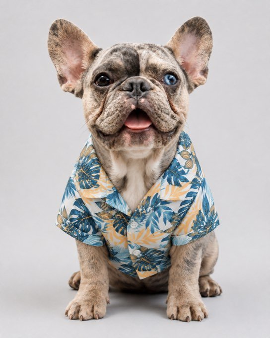 Jack con la Camisa Selva estampado azul y amarillo — colección Selva de Otoño